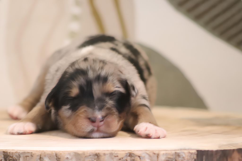 Of Crystal June - Chiots disponibles - Berger Australien