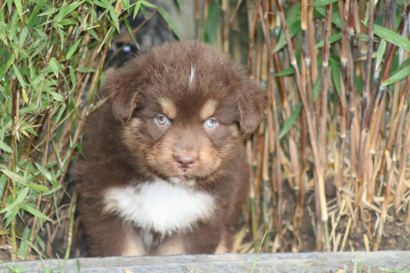 Of Crystal June - Chiots disponibles - Berger Australien