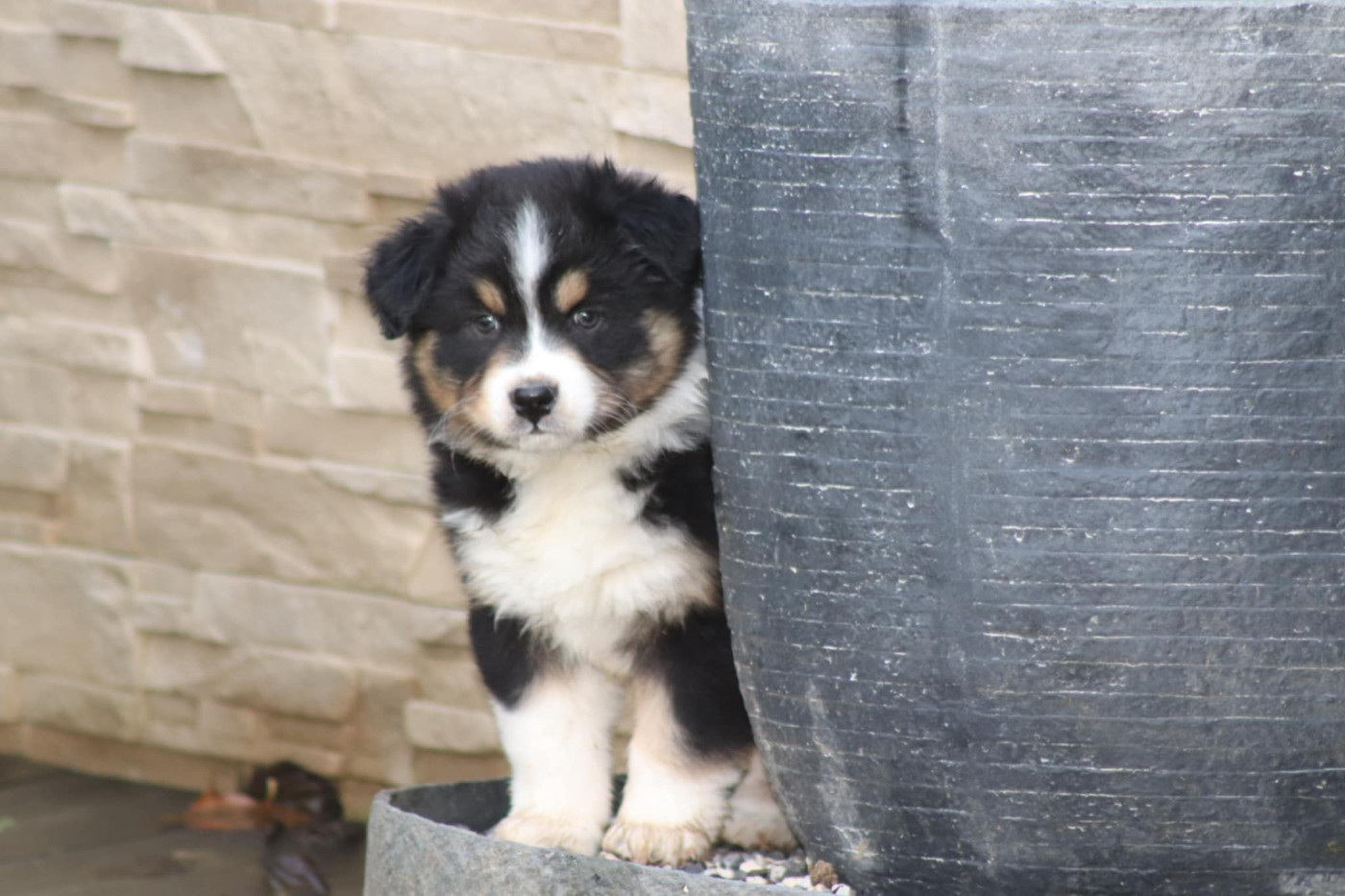 Of Crystal June - Chiots disponibles - Berger Australien