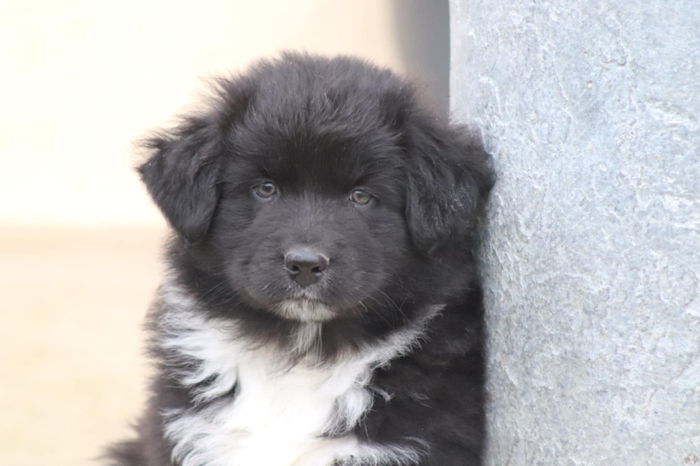 Of Crystal June - Chiots disponibles - Berger Australien