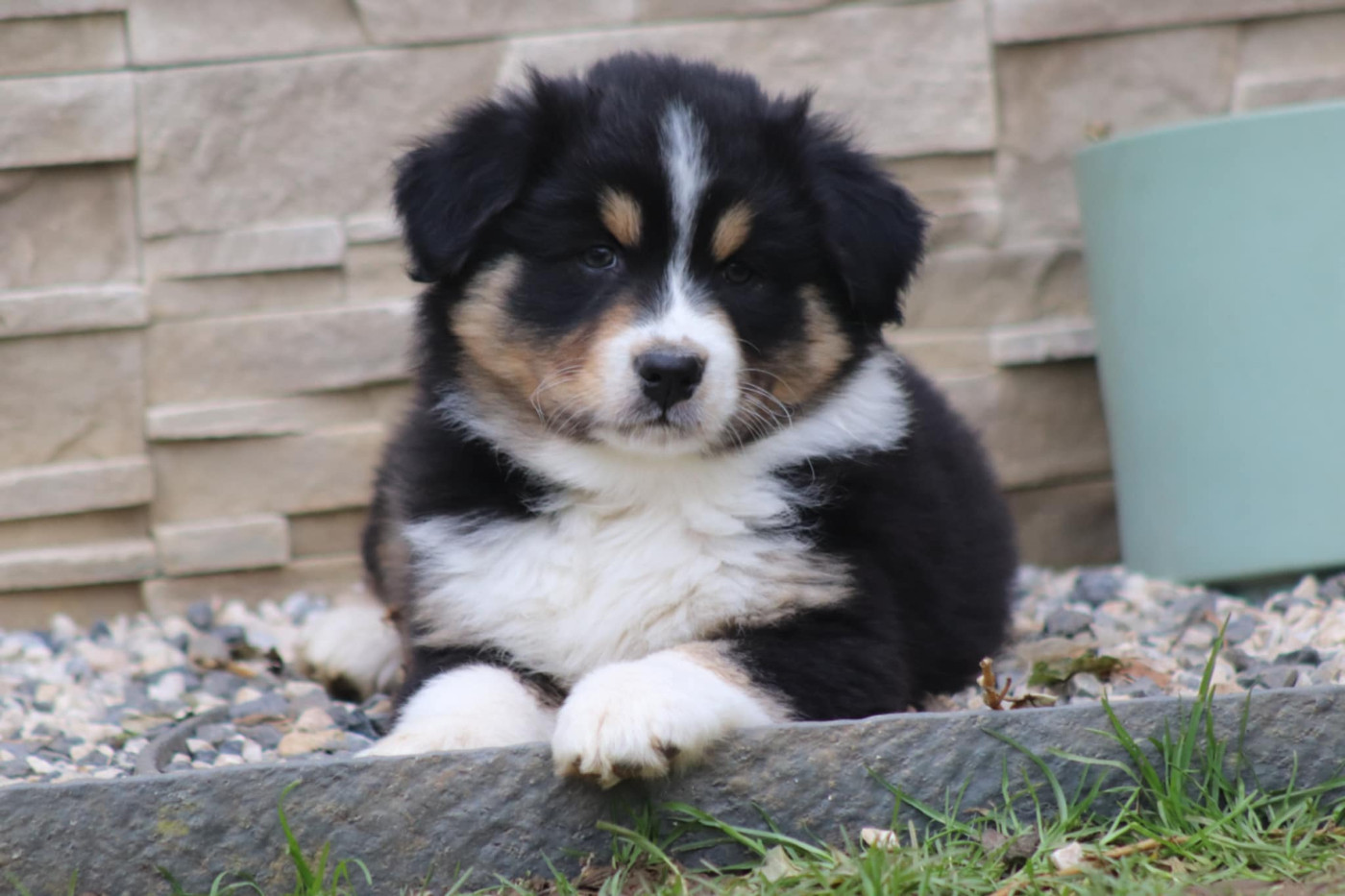 Of Crystal June - Chiots disponibles - Berger Australien