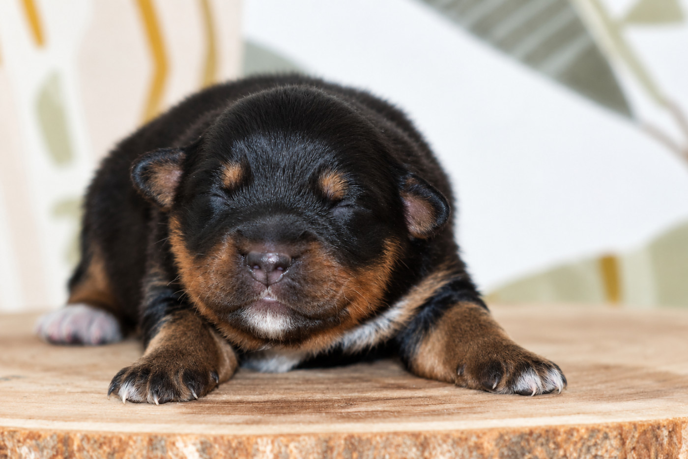 Of Crystal June - Chiots disponibles - Berger Australien