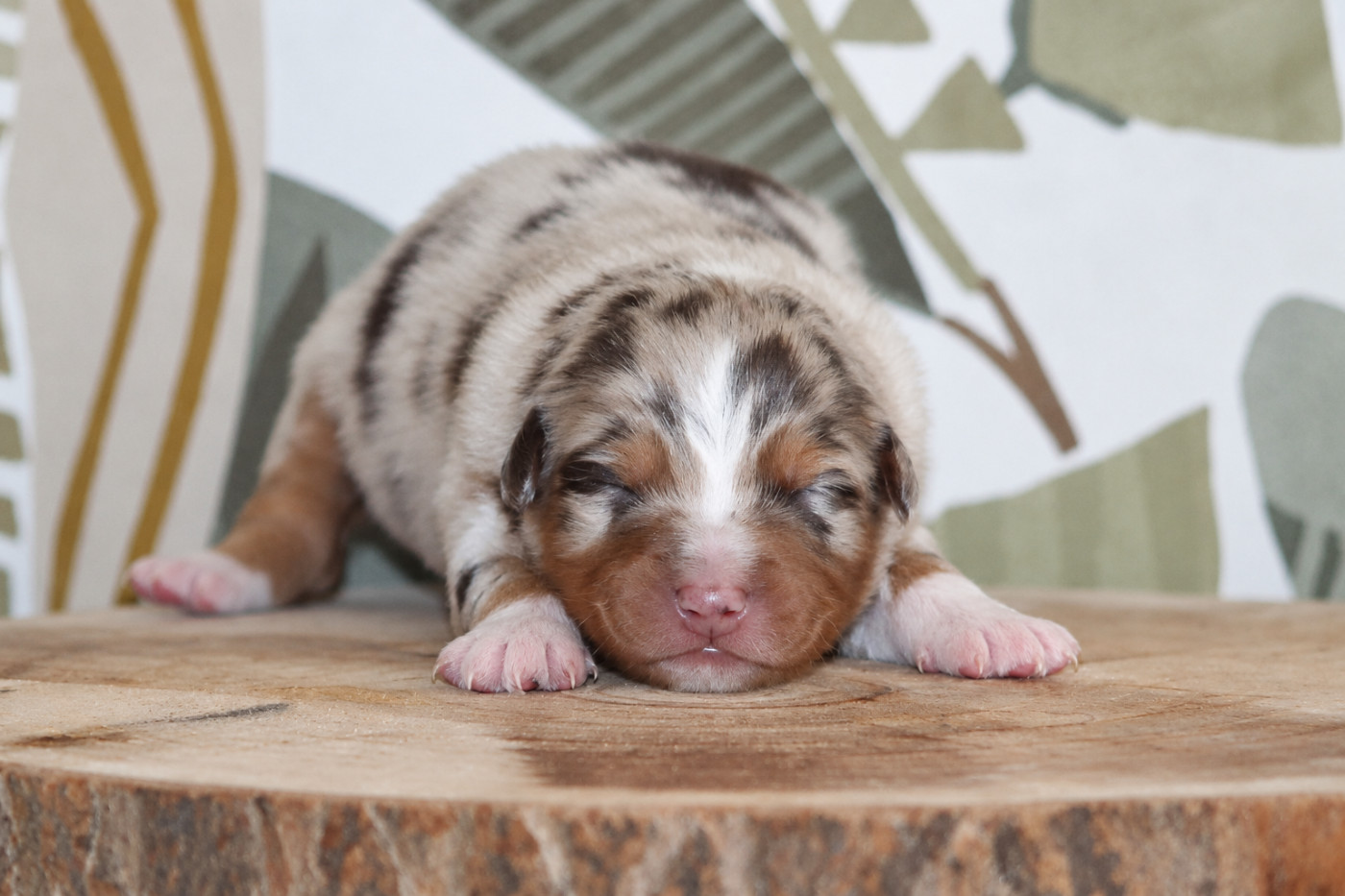 Of Crystal June - Chiots disponibles - Berger Australien