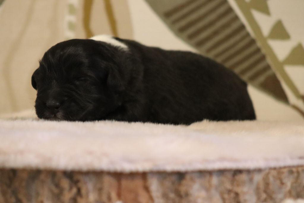 Of Crystal June - Chiots disponibles - Berger Australien