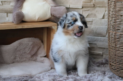 CHIOT 2
