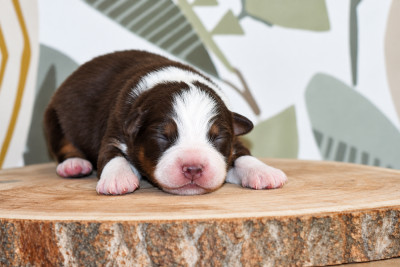 CHIOT 1