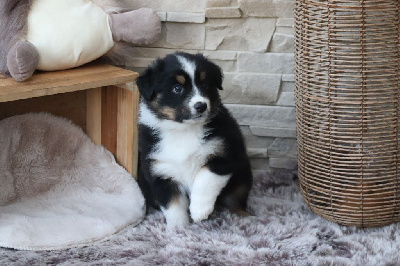CHIOT 4