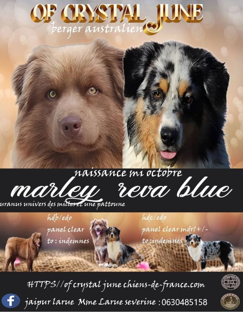 Chiot Berger Australien Of Crystal June