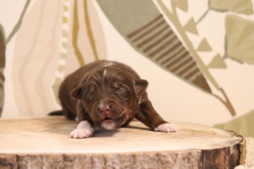 Of Crystal June - Chiots disponibles - Berger Australien