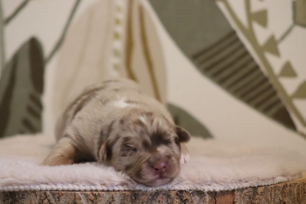 Of Crystal June - Chiots disponibles - Berger Australien