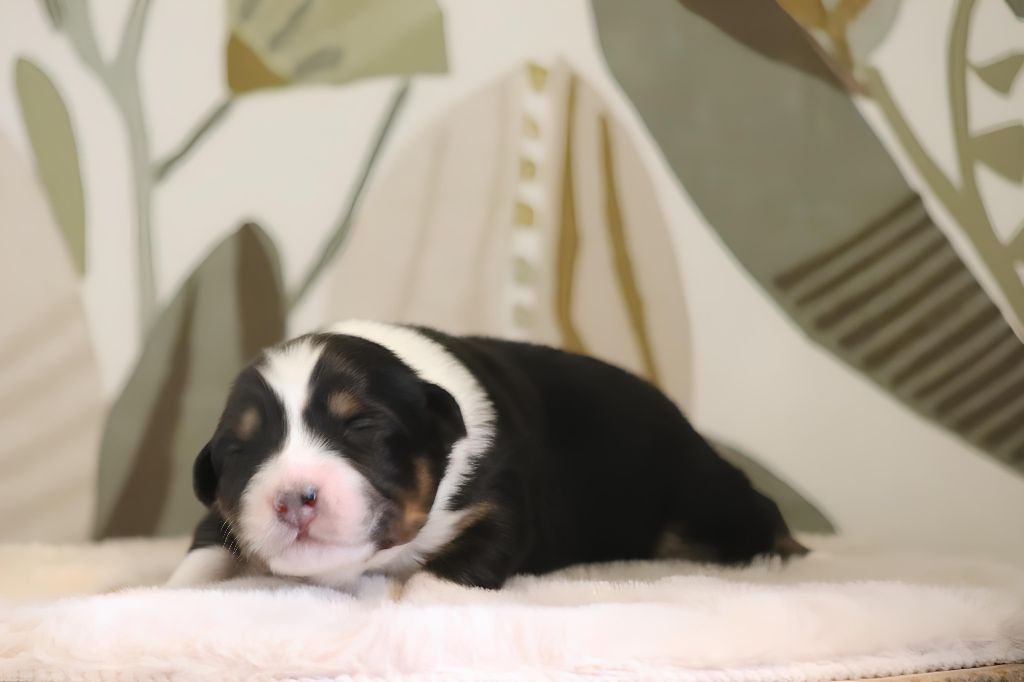 Of Crystal June - Chiots disponibles - Berger Australien